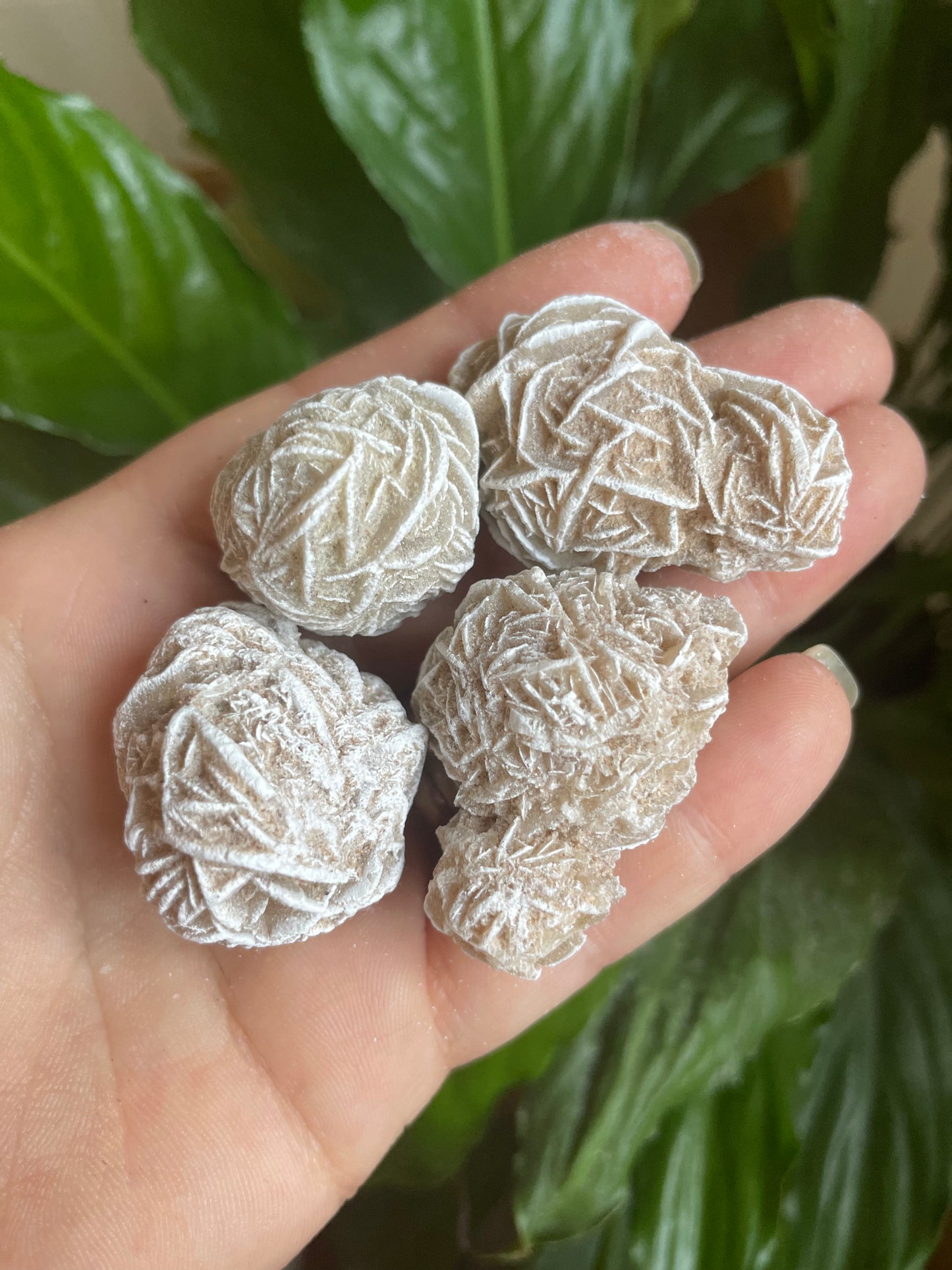 Desert Rose