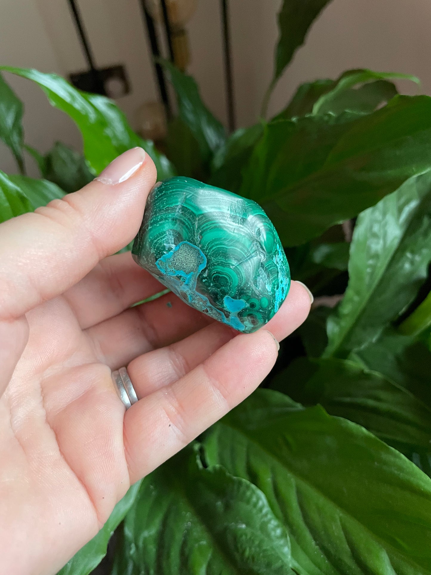 Malacholla Freeform