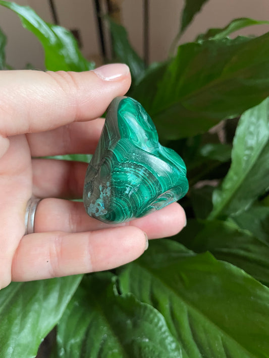 Malacholla Freeform