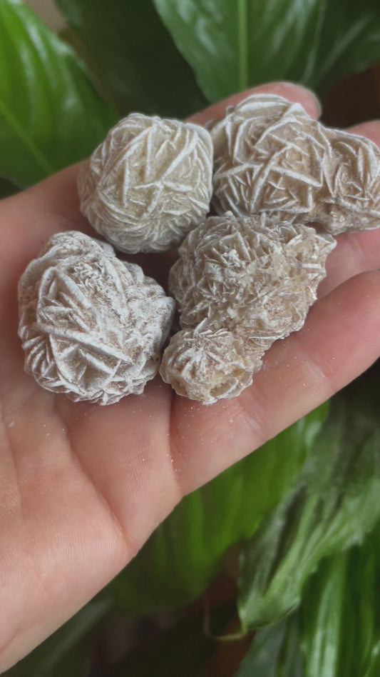 Desert Rose
